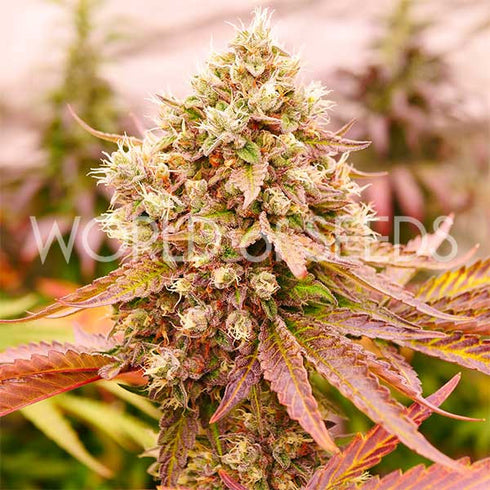 World Of Seeds - Burger Kush